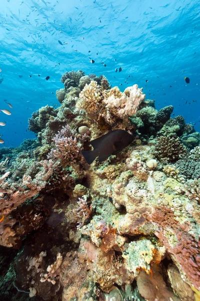 Tropische Gewässer des Roten Meeres. lizenzfreie Stockfotos