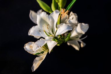 Siyah arka planda yabani zambak çiçeği, yakın plan, açık hava fotoğrafçılığı