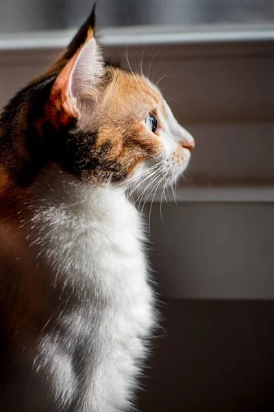고양이 마리가 창문을 있습니다 가까이 매크로 사진입니다 — 스톡 사진