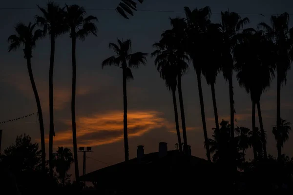 美丽的落日 城镇里有棕榈树 风景摄影 — 图库照片