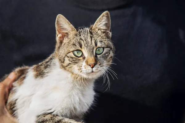 Beautiful fluffy cat on a man's hand is looking at the camera, close up