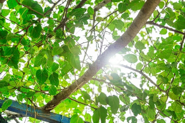 Köyde parlak yeşil yapraklar parlıyor, yakın çekim, açık hava fotoğrafçılığı.