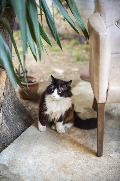 Cute Zabłąkany Kot Siedzi Ogrodzie Zbliżenie — Zdjęcie stockowe