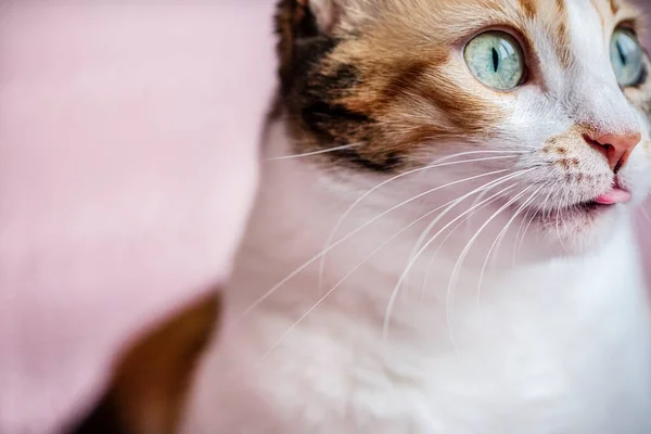 Close Calico Cat Face Macro Photography — 스톡 사진