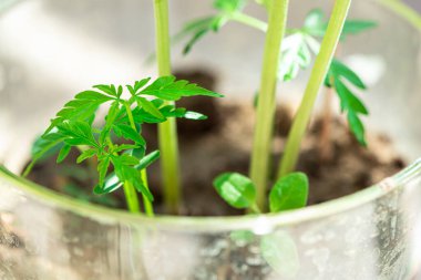 Fresh garden plants in a garden pot, close up