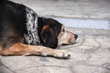 Parktaki şirin bir köpeğin portresi. Yaklaş.
