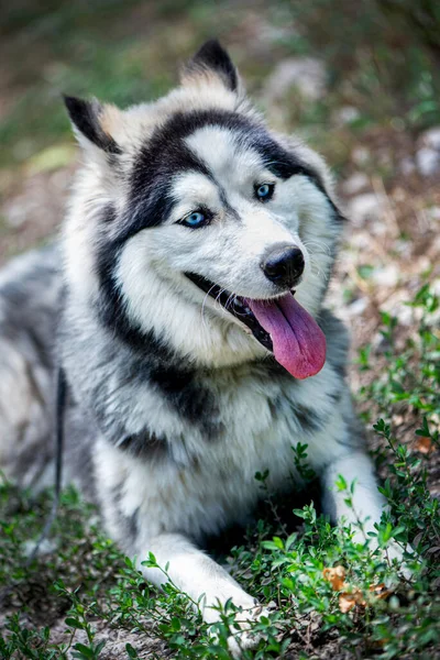 Beautiful Siberian Husky Natural Park Close Outdoor Photography — Stock Photo, Image