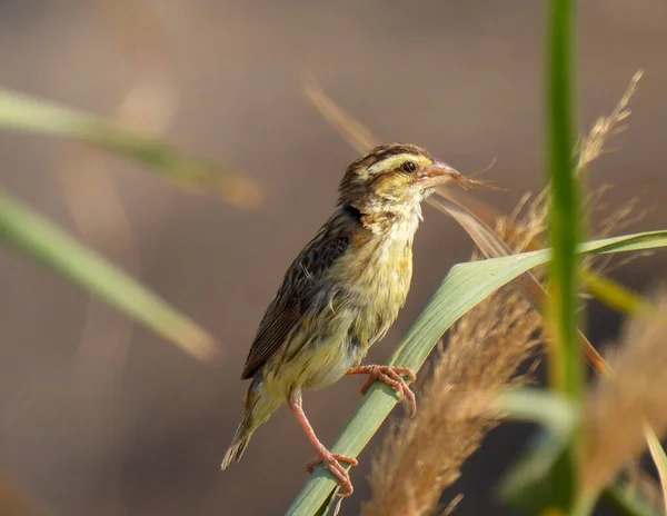 Euplectes Afer Évêque Couronné Jaune Photographie Oiseaux — Photo