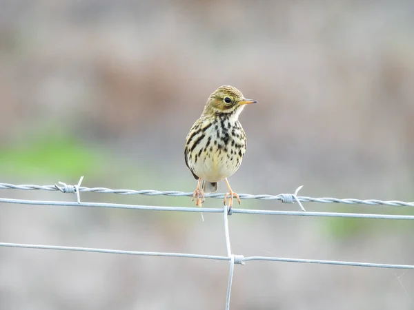 Pipit Anthus Pratensis Fotografia Naturalistica — Foto Stock