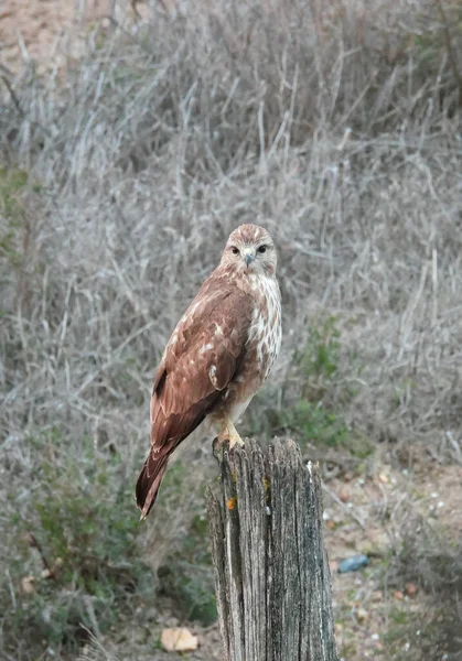 Buteo Buteo Myszołów Fotografia Natury — Zdjęcie stockowe