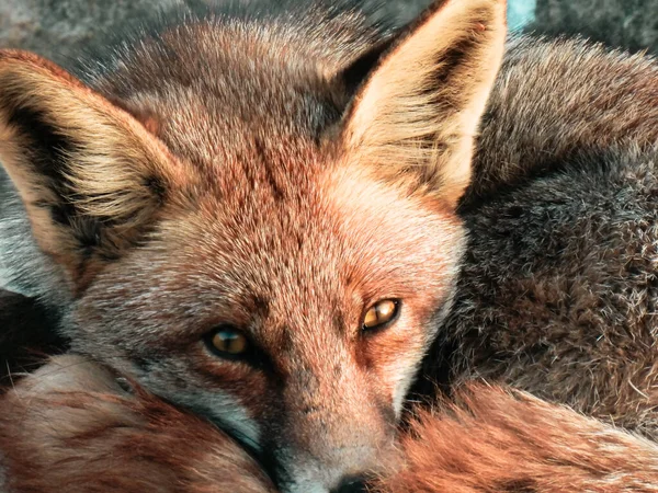 Fox Yalancılık Vahşi Yaşam Fotoğrafçılık Arkaplanı — Stok fotoğraf
