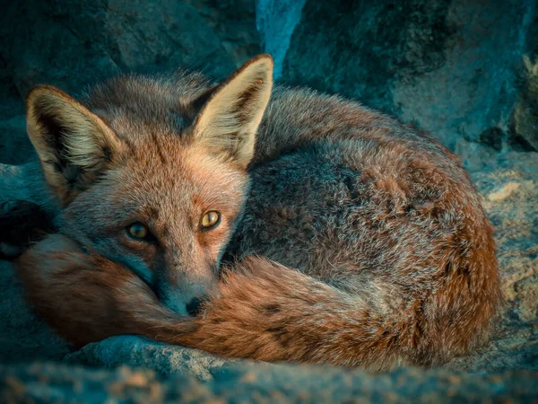Fox Lying Divoká Příroda Fotografie Pozadí — Stock fotografie