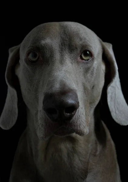 Weimaraner Dog Portrait Photography — Fotografia de Stock