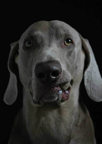 Weimaraner Kutya Portré Fotográfia — Stock Fotó