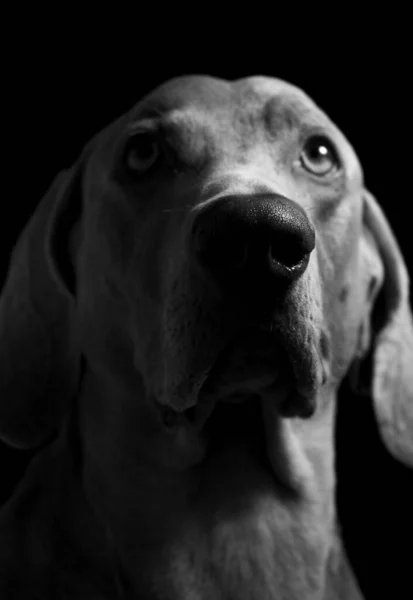 Weimaraner Dog Portrait Photography — Fotografia de Stock