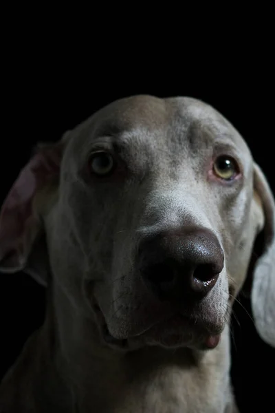 Weimaraner Dog Portrait Photography — Stock Photo, Image