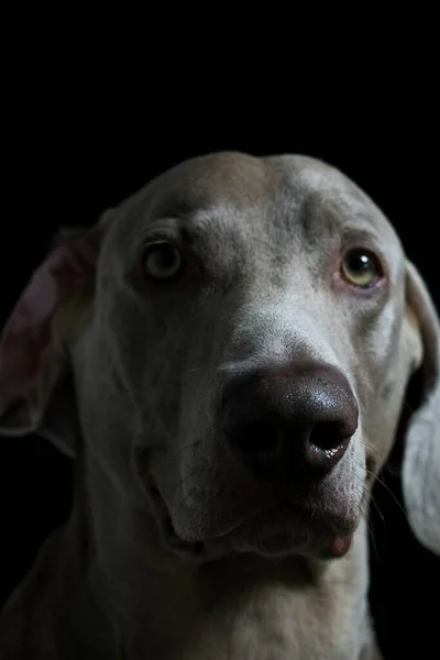 Weimaraner Kutya Portré Fotográfia — Stock Fotó