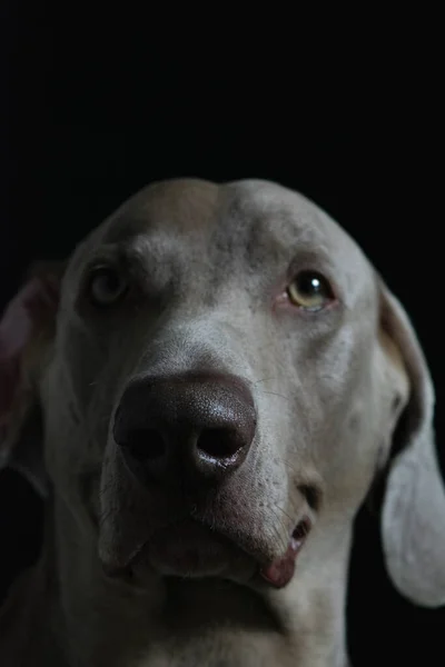 Weimaraner Dog Portrait Photography — Photo