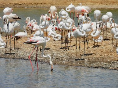 Büyük Flamingolar (Phoenicopterus) vahşi yaşam fotoğrafçılığı