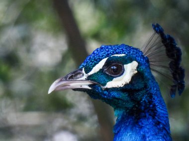 Genel tavus kuşu (Pavo kriteri) arkaplan