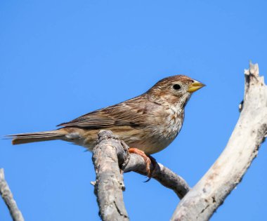 Emberiza calandra (Mısır kiraz kuşu) - Vahşi Yaşam Fotoğrafçılığı
