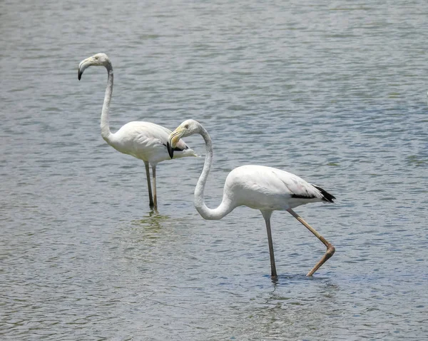 Greater Flamingos Phoenicopterus Wildlife Photography — Stock Photo, Image