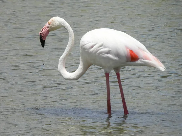 Flamingi Fenicopterus Fotografia Przyrodnicza — Zdjęcie stockowe