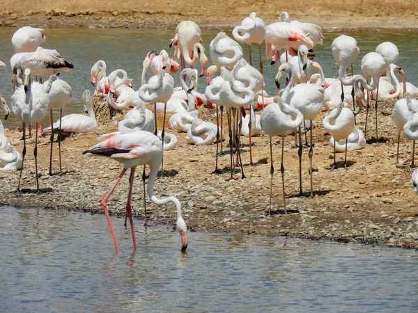 Greater Flamingos Phoenicopterus Wildlife Photography — Stock Photo, Image