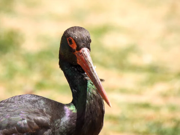 Black Stork Ciconia Nigra Wildlife Photography — Stock Photo, Image