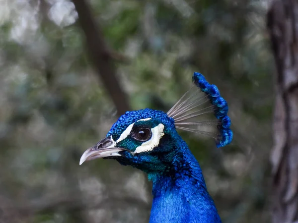 Common Peacock Pavo Cristatus Background — Stock Photo, Image