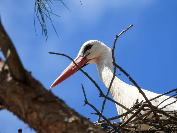 White Stork Ciconia Ciconia Nature Photography — Stock Photo, Image