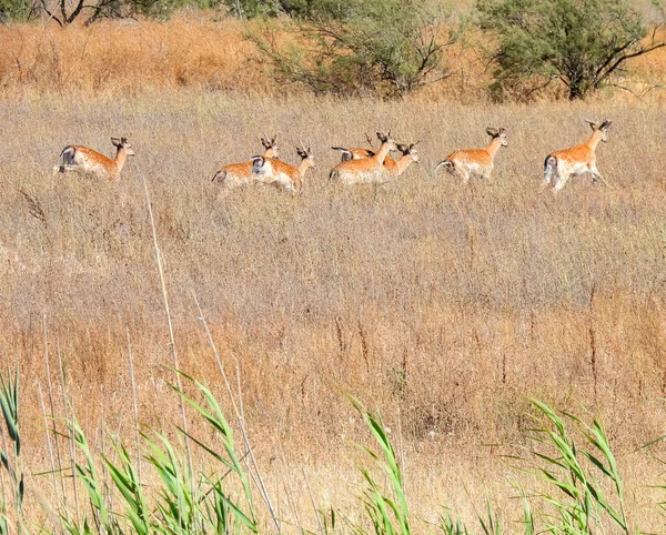 Deer running in the field - Wildlife Photography