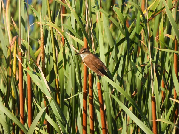 Великий Воїн Acrocephalus Arundinaceus — стокове фото