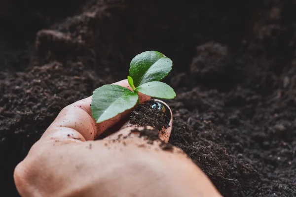 Farmers hands holding a plant Background