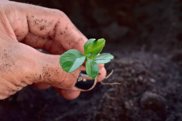Farmers hands holding a plant Background