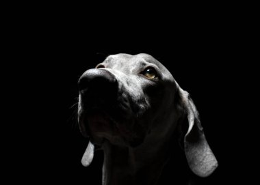 Weimaraner Köpek Portresi- Siyah ve Beyaz Fotoğrafçılık