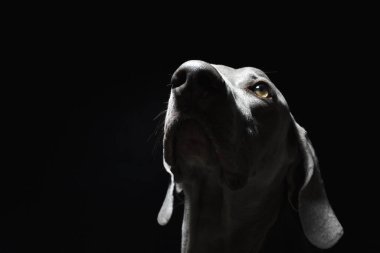 Weimaraner Köpek Portresi- Siyah ve Beyaz Fotoğrafçılık