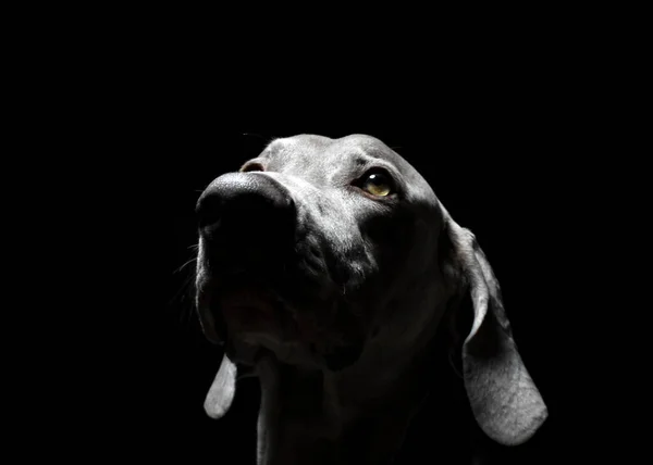 Weimaraner Dog Portrait Black White Photography — стокове фото