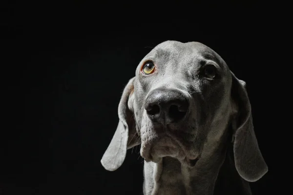 Weimaraner Dog Portrait Black White Photography — Stockfoto