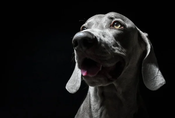 Weimaraner Kutya Portré Fekete Fehér Fotográfia — Stock Fotó