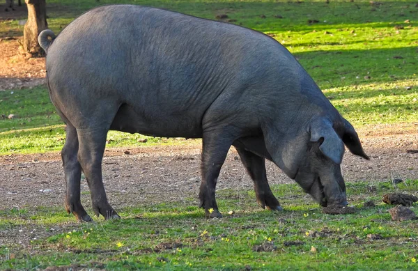 Iberian Pig Field Spain Imagini stoc fără drepturi de autor