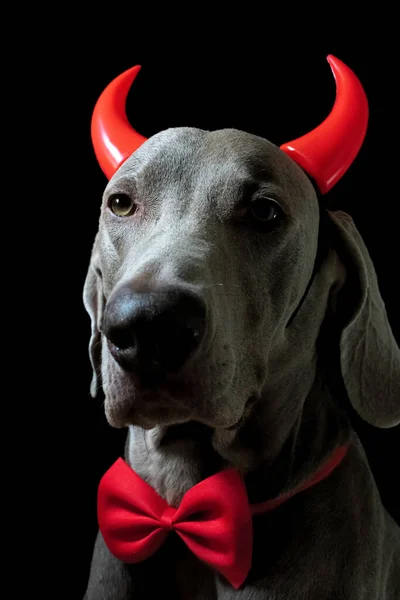 Devil Dog (dog with red horns) Background