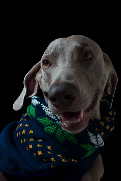 Weimaraner Dog Portrait Background