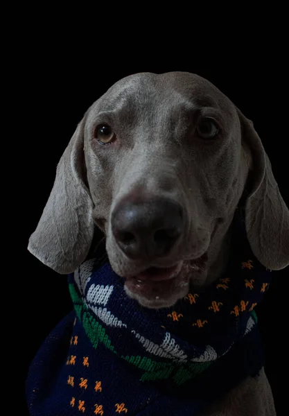 Weimaraner Dog Portrait Background
