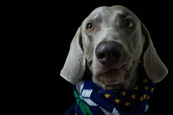 Weimaraner Dog Portrait Background