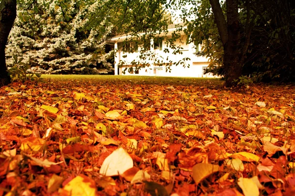 Arany levelek Stock Fotó