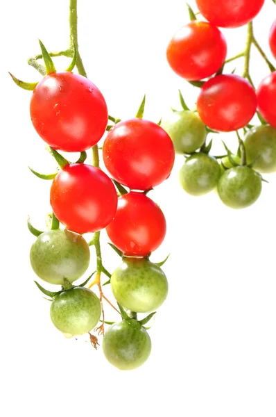 Pomodori ciliegia — Foto Stock