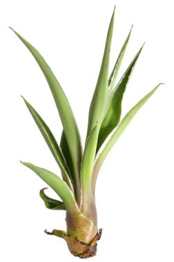 Agave bitki