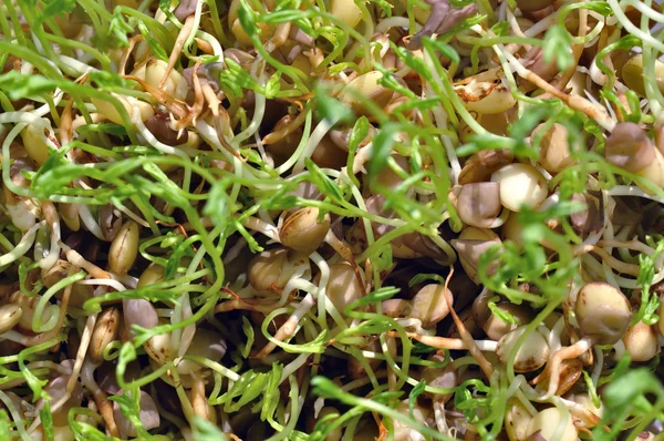 Lentil sprouts — Stock Photo, Image