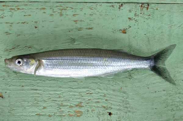 Luktade fisk — Stockfoto